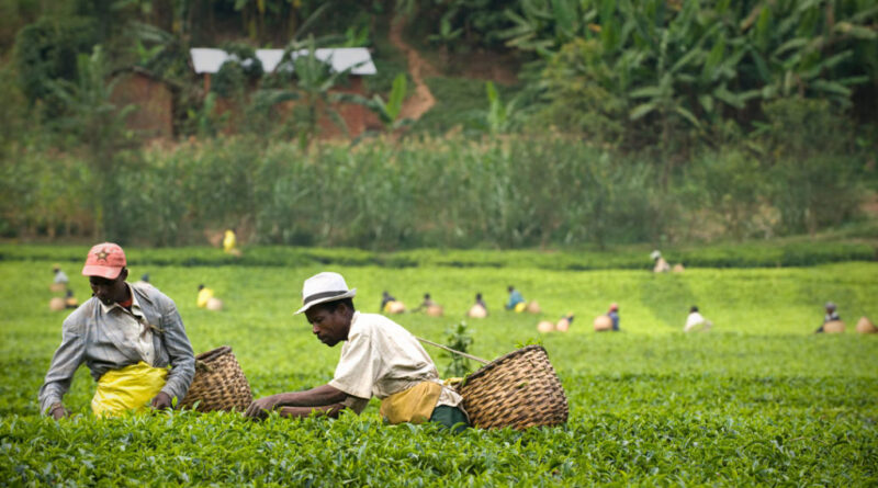 Rwanda-tea