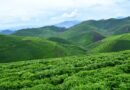 The Remarkable Success Story of Rwandan Tea