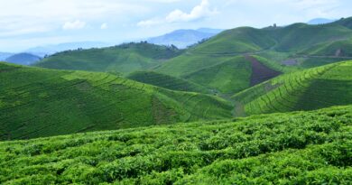 The Remarkable Success Story of Rwandan Tea