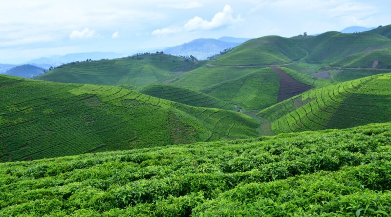 The Remarkable Success Story of Rwandan Tea