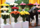 Rwanda showcases premier floral offerings at the renowned IFTF trade fair in the Netherlands