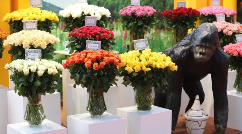 Rwanda showcases premier floral offerings at the renowned IFTF trade fair in the Netherlands