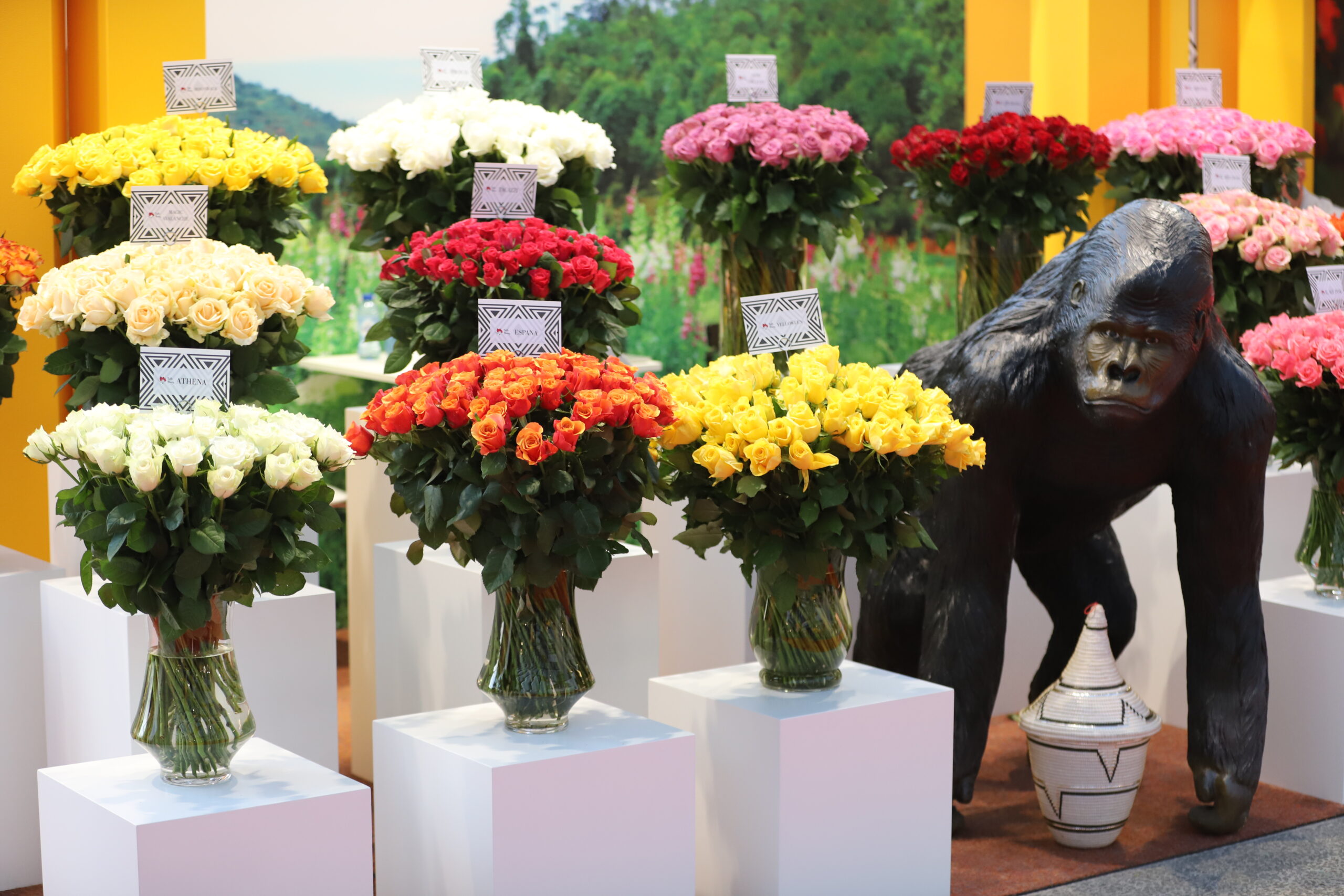 Rwanda showcases premier floral offerings at the renowned IFTF trade fair in the Netherlands